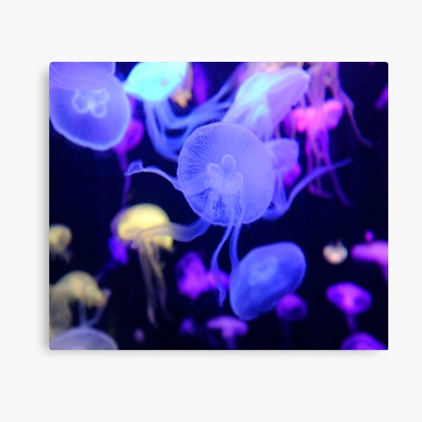 colorful jellyfish Canvas Print