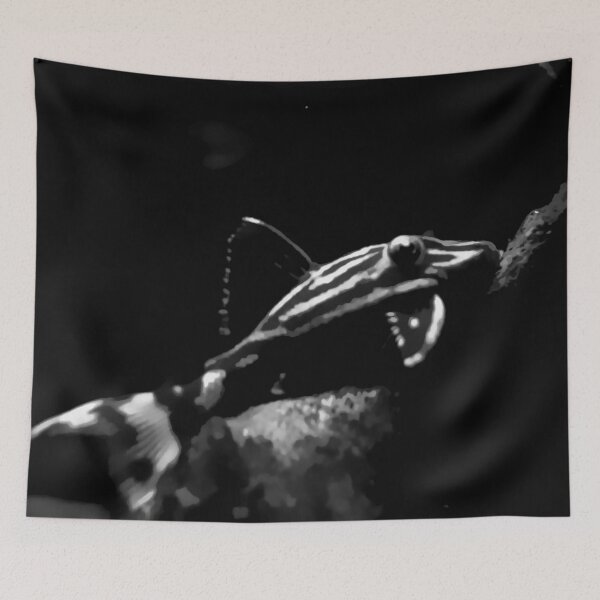 Item preview, Royal Pleco Catfish designed and sold by GFishy.