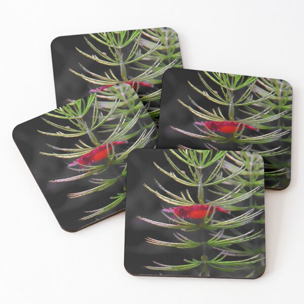 Item preview, Red Cherry Shrimp designed and sold by GFishy.
