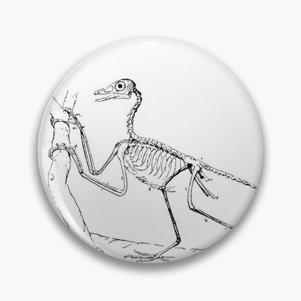 Artikelvorschau, Skeleton of the archeopteryx  illustration  entworfen und verkauft von Vintage Designs +.