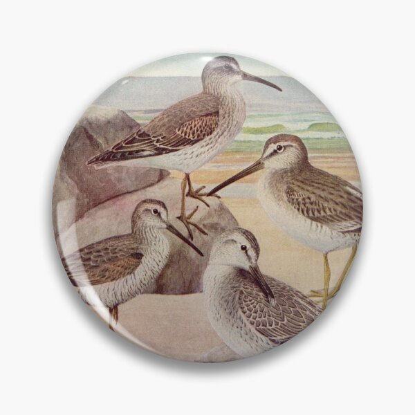 Item preview, Dowitcher Sandpiper Sanderling illustration designed and sold by Vintage Designs +.