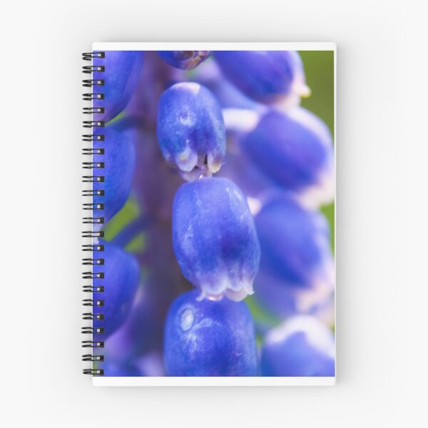 Item preview, Blue hyacinth in bloom designed and sold by Jenny Burrows.