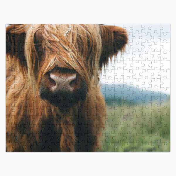 Scottish Highland Cow in Scotland Jigsaw Puzzle