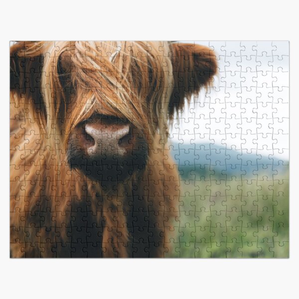 Artikel-Vorschau von Schottische Hochlandkuh in Schottland, designt und verkauft von regnumsaturni.