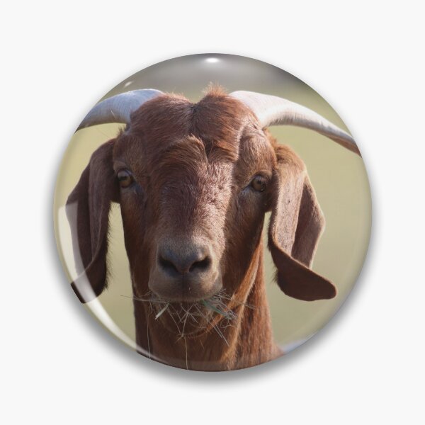 Item preview, Surprised Goat Photograph designed and sold by MNKee.