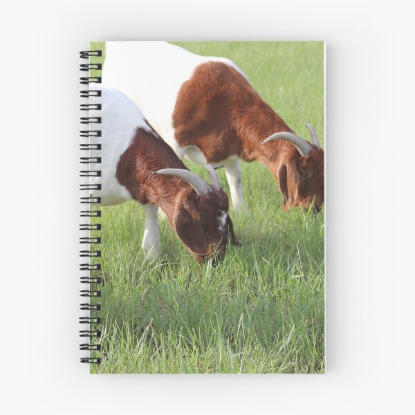 Item preview, Three of a Kind Goats Photograph designed and sold by MNKee.