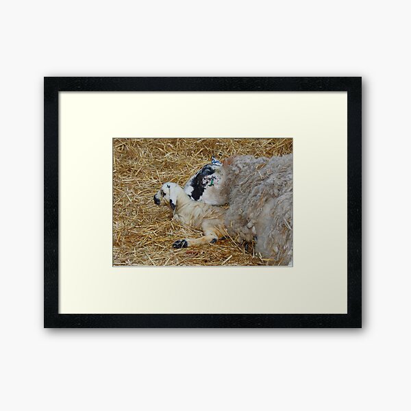 Item preview, New Born Lamb with Mom designed and sold by AnnDixon.