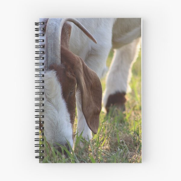 Artikelvorschau, Amber Beauty Goat Foto entworfen und verkauft von MNKee.