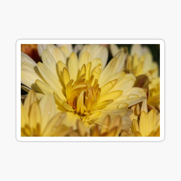 Morning Yellow Mum Sticker
