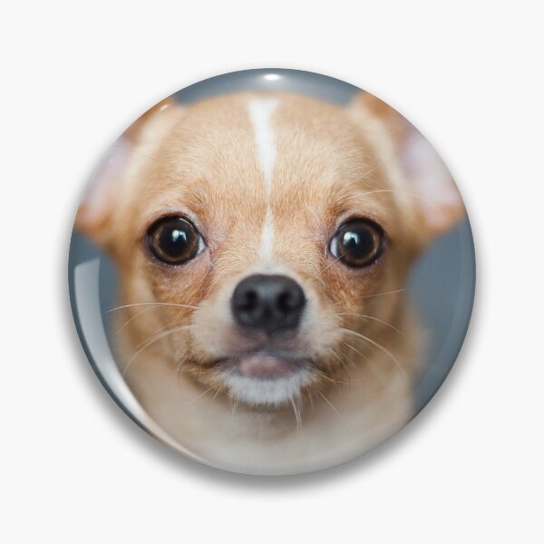 Item preview, Chihuahua Dog pets dogs designed and sold by Coolstuff4you71.