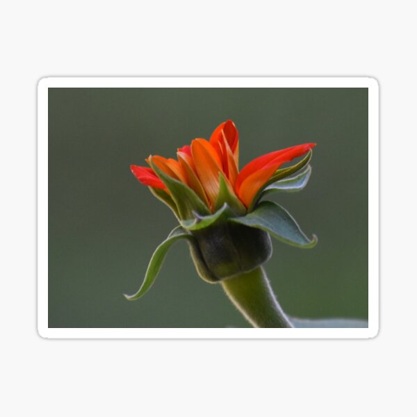 Item preview, Chinese Sunflower designed and sold by Tonia Delozier's Photography .