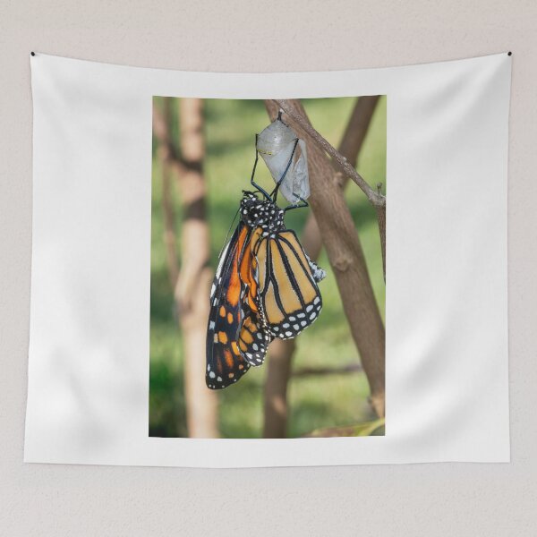 Item preview, Monarch Butterfly Newly Emerged from its Chrysalis designed and sold by Bonnie T.  Barry.
