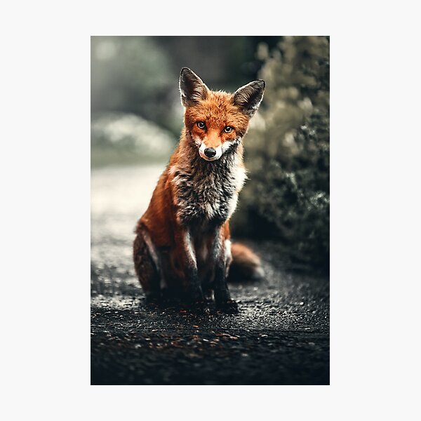 Loon Peak® Winter Watcher Red Fox Sitting In Snow Pictures For Wall Fox  Poster Fox Pictures For Wall Decor Cool Fox Wall Fox Animal Decor Wildlife Fox  Animal Wall Decor Framed On