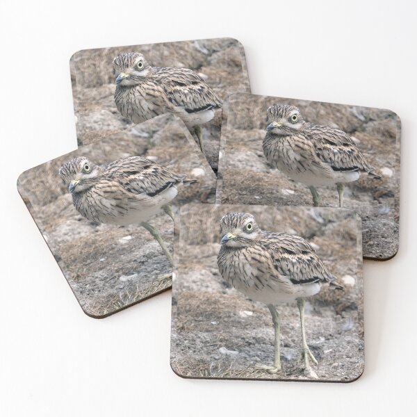 Item preview, r2469/ 23 parc-ornithologique-de-st-hilaire-la-palud -  oedicnème criard -  2020 par Okaio Créations - Olavia&Olao designed and sold by o.okaïo.