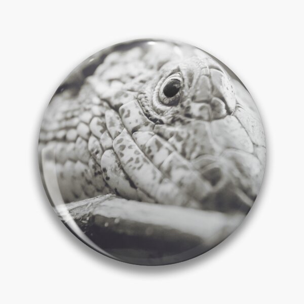 Item preview, Southeastern Girdled Lizard designed and sold by Dominika Aniola.