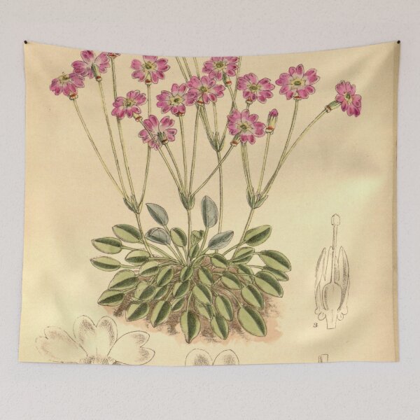 Item preview, Primula tibetica 145 8796 designed and sold by EsotericBotanic.