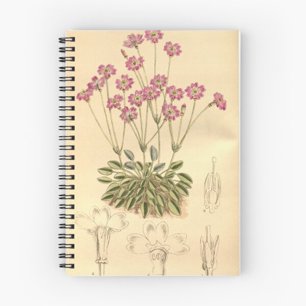 Item preview, Primula tibetica 145 8796 designed and sold by EsotericBotanic.