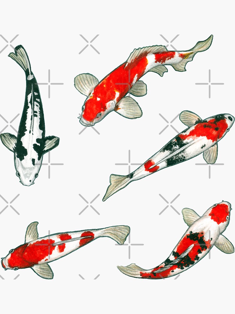 Le ballet des carpes koi by savousepate