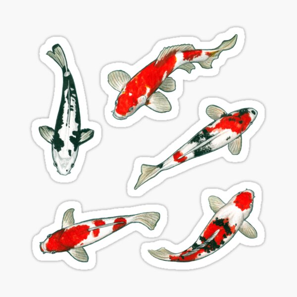 Carp Fish Decal | Fishing Lover Decal Sticker | Iconic Freshwater Fisherman  Symbol | Fish Decal | Car Decal | Car Sticker | 201