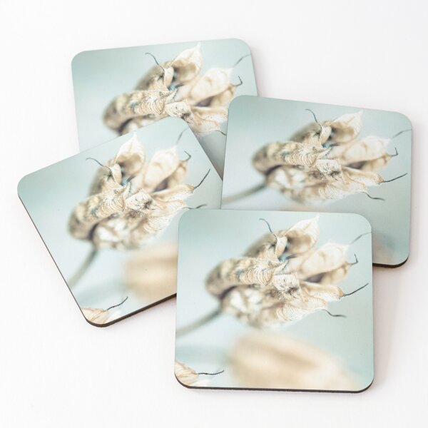Item preview, Dried Aquilegia Seed Heads designed and sold by Richard Nixon.