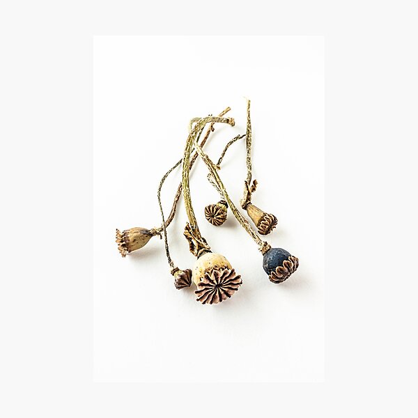 Item preview, Dried Poppy Seed Heads designed and sold by Richard Nixon.