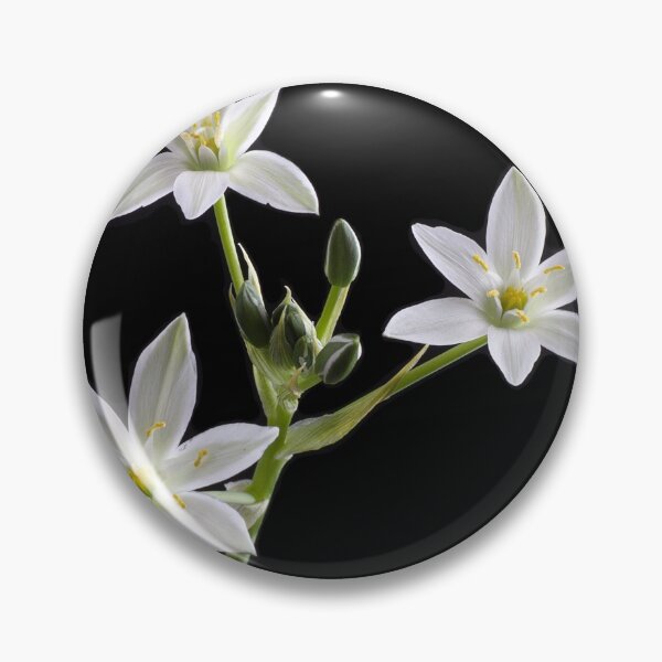 Item preview, Star of Bethlehem (Ornithogalum umbellatum) designed and sold by Creative by Design.