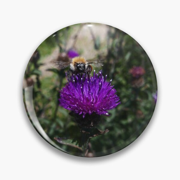 Item preview, Common Knapweed (Centaurea nigra) designed and sold by IOMWildFlowers.