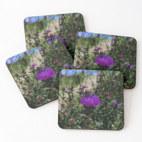 Item preview, Common Knapweed (Centaurea nigra) designed and sold by IOMWildFlowers.
