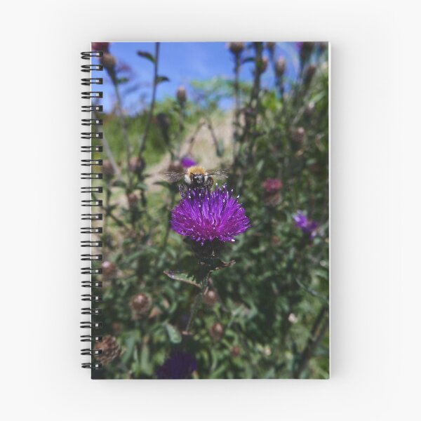 Item preview, Common Knapweed (Centaurea nigra) designed and sold by IOMWildFlowers.