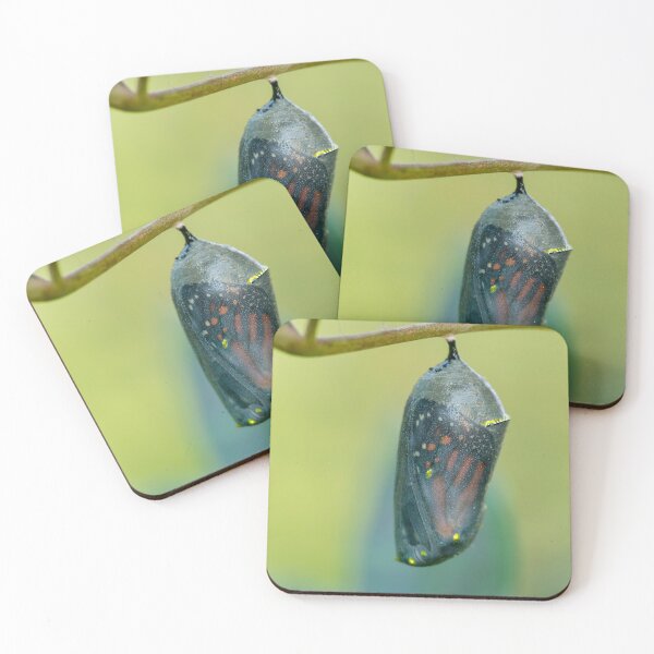 Item preview, Monarch Butterfly Chrysalis in Transparent Stage designed and sold by Bonnie T.  Barry.