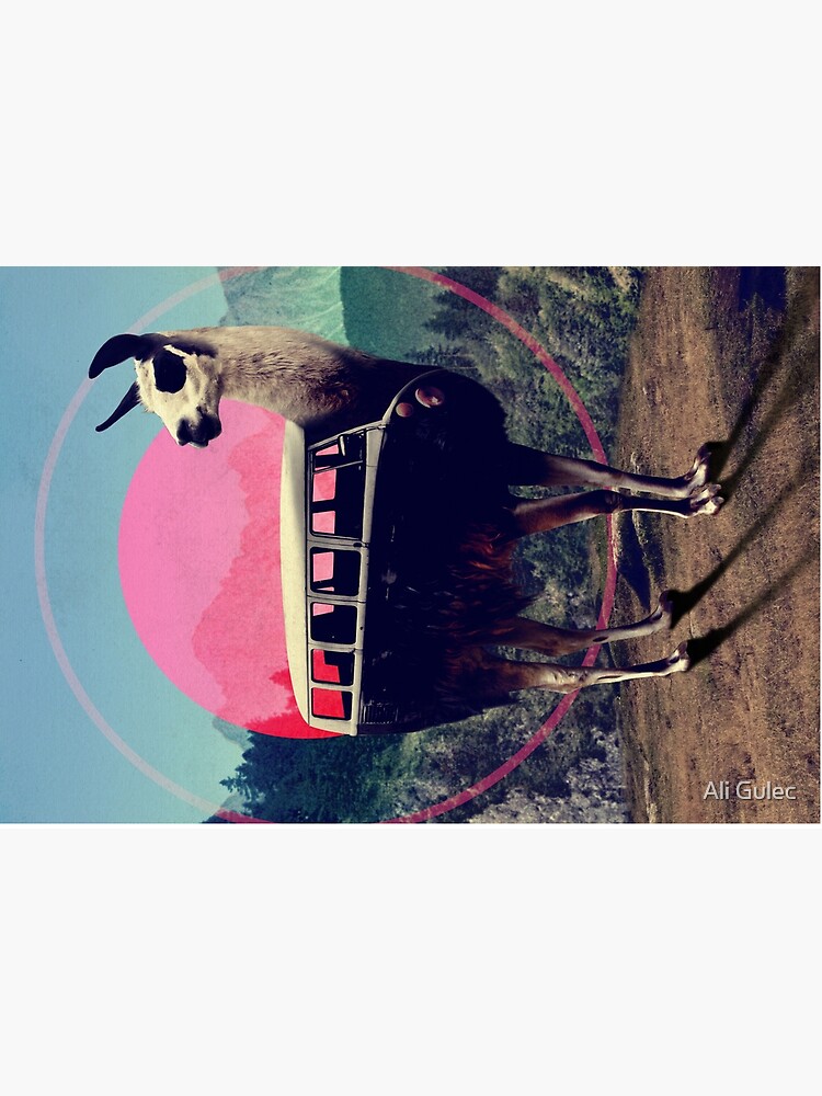 Llama by aligulec