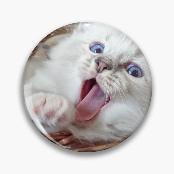 Item preview, Ragdoll kitten yawn! designed and sold by Fluffycat2020.