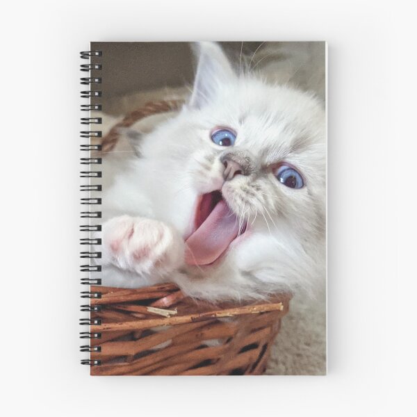 Item preview, Ragdoll kitten yawn! designed and sold by Fluffycat2020.