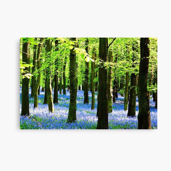Bluebell Carpet Canvas Print