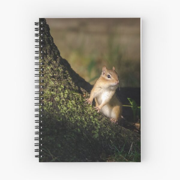 Item preview, Eastern Chipmunk in evening light at the base of a tree designed and sold by rodmacpherson.