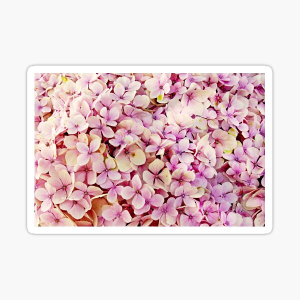 Pink Hydrangea Sticker