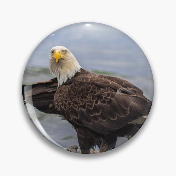 Item preview, American Bald Eagle designed and sold by YelloCoyote Photography.