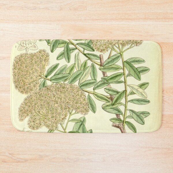 Item preview, Spiraea veitchii 137 8383 designed and sold by EsotericBotanic.
