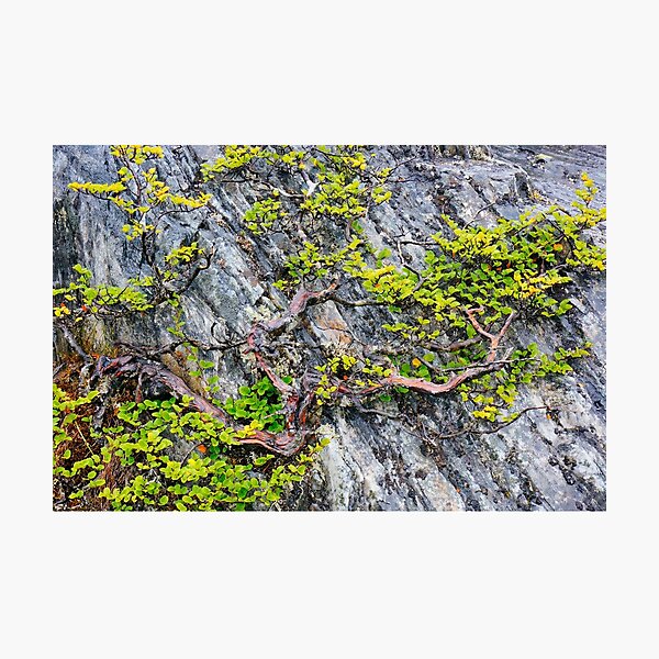 Item preview, Fagus & Rock designed and sold by Harry Oldmeadow.