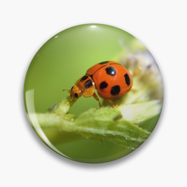 Artikelvorschau, ladybug entworfen und verkauft von michelle meenawong.