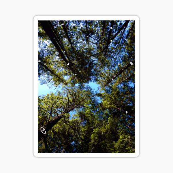 Forested Eyes Sticker