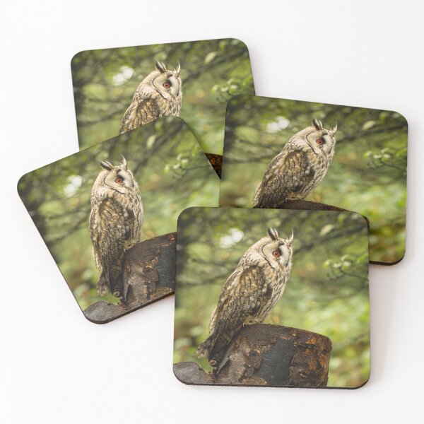 Item preview, Long Eared Owl In Woodland designed and sold by Jane Stanley Photography.