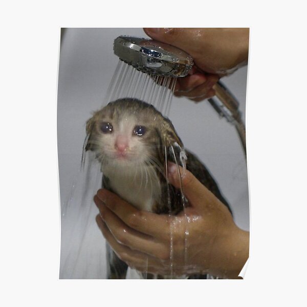 "sad cat shower" Poster for Sale by cheapfan Redbubble
