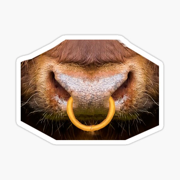 Ox nose ring hi-res stock photography and images - Alamy