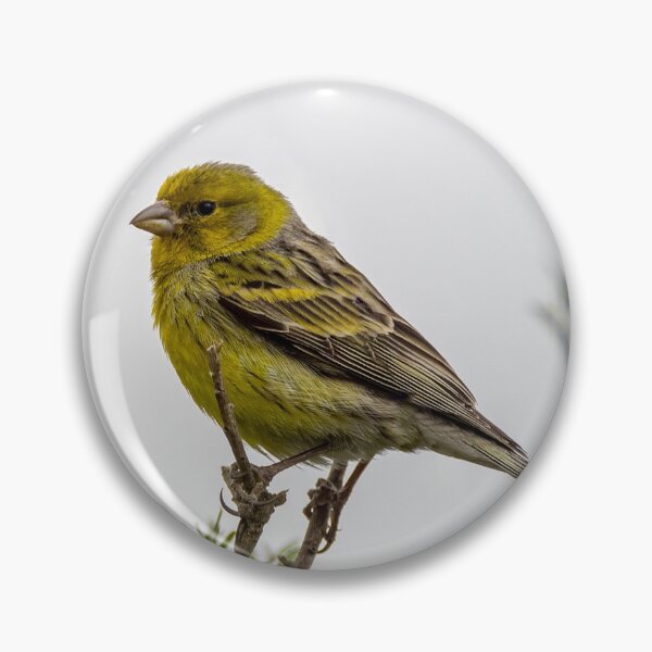 Artikelvorschau, Siskin bird entworfen und verkauft von iCimages.net.
