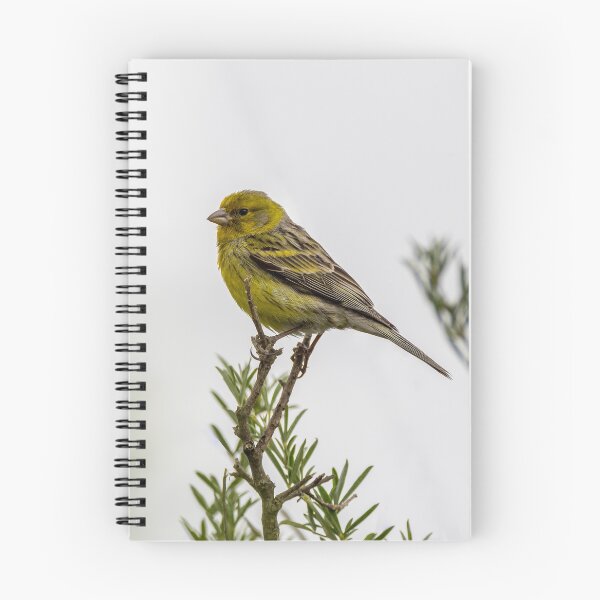 Item preview, Siskin bird designed and sold by iCimages.net.
