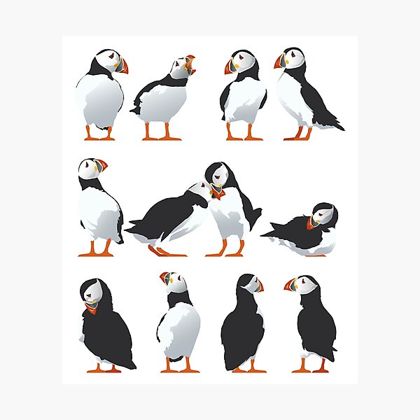 Puffin friends Photographic Print
