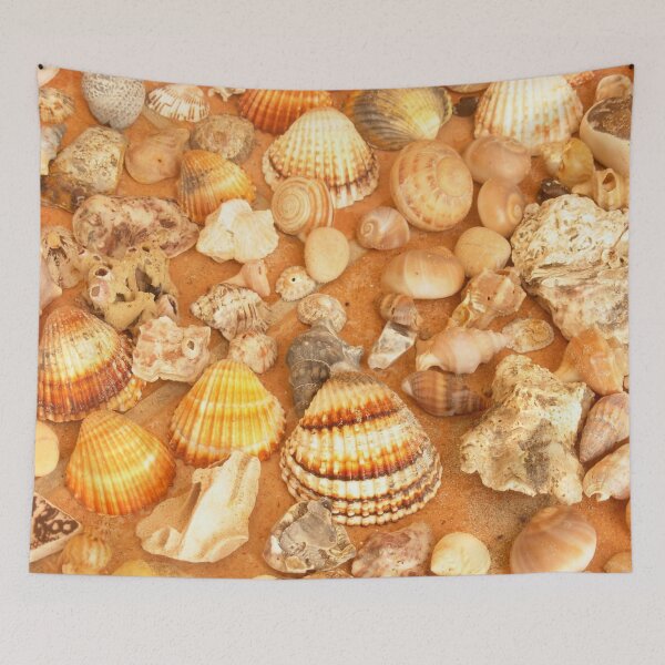 Item preview, seashell collection designed and sold by nature scenerys.