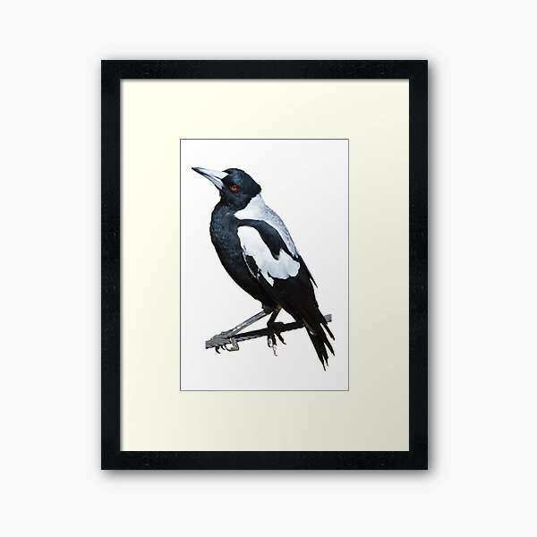 Magpie Bird Framed Art Print