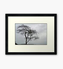 My Favourite Tree in Lyme. Dorset UK.. 2016-01-01 Framed Print